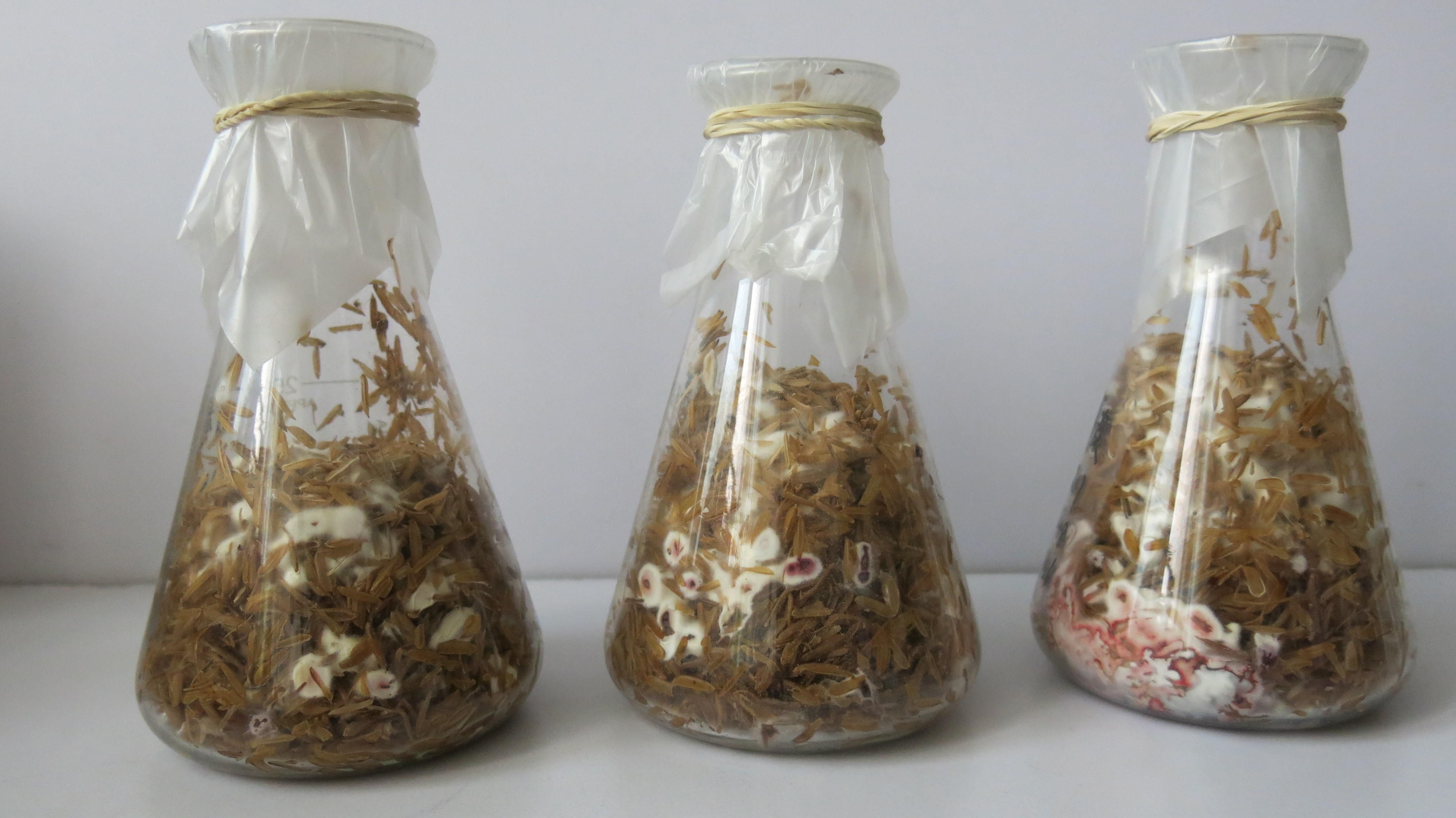 bv伟德国际1946官网