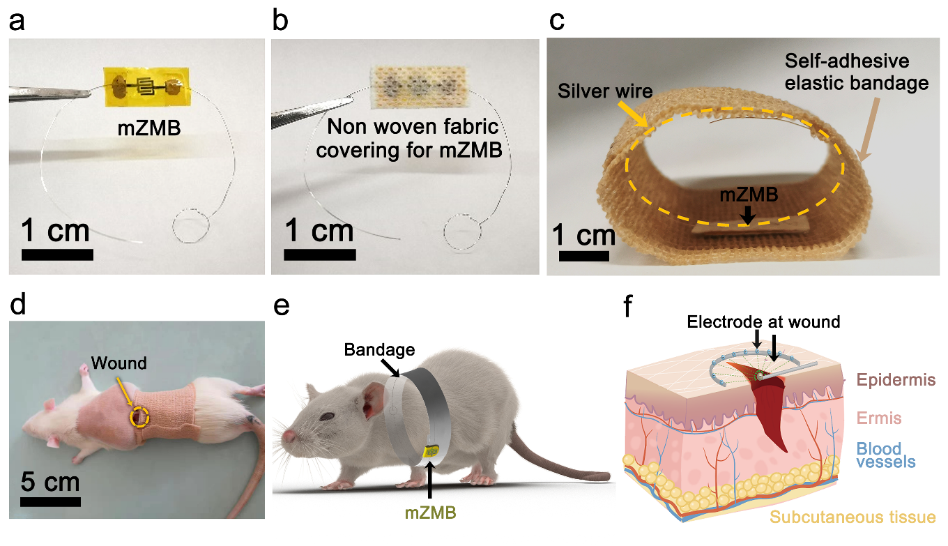 (a) 成果照片(b) 贴附在医用无纺布胶带效果(c-e)小鼠使用示意图(f) 小鼠伤口愈合机制.png