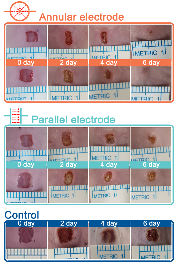 分别使用环形、平行电极构建的外源性环形电场和空白对照处理伤口第 0、2、4 和 6 天的代表性皮肤伤口照片.png