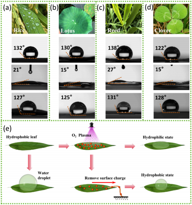 四种不同植物叶片疏水性与亲水性的可逆调控.png